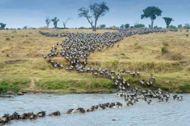 Great Migration Safari
